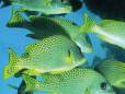 A group of reef fish