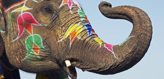 Elephant Festival - Jaipur