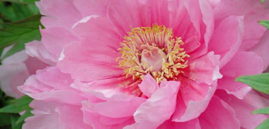 Peony Festival - Luoyang