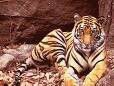 Tiger taking a rest