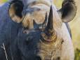 Rhino at Sabi Sands Reserve