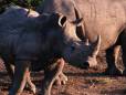 Rhino at a waterhole in Etosha National Park