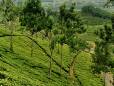 Rolling plantation