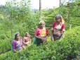 Tea pickers