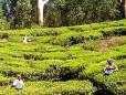 Tea pickers