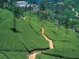 Darjeeling tea plantation