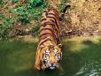 The elusive tiger