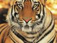 Up close & personal to a tiger
