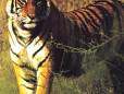 Beautiful tiger