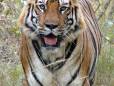 Tiger up close