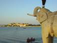 Udaipur elephant