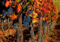 The beautiful autumnal colours of Chile's vineyards as seen on our Chile Tours.
