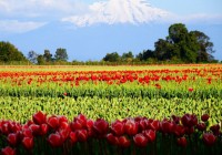 Colourful flowers set against the snow-capped peaks near Puerto Varas in Chile