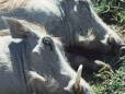Warthogs snoozing in the sun