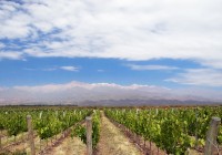 Visit the sprawling vineyards of Mendoza, Argentina's wine capital on an Argentina Tour