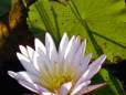 Waterlily in the delta