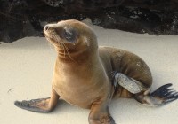 Cute seal pups live on the Galapagos Islands - come and see them on a Galapagos cruise.