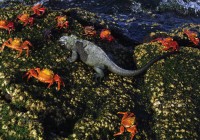 Brightly coloured Sally-footed crabs surrounding a Galapagos lizard as seen on a Galapagos Cruise