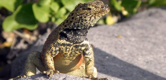 An iguana in Ecuador - meet the wildlife on an Ecuador Tour.