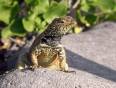 An iguana in Ecuador - meet the wildlife on an Ecuador Tour.