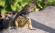An iguana in Ecuador - meet the wildlife on an Ecuador Tour.