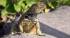 An iguana in Ecuador - meet the wildlife on an Ecuador Tour.