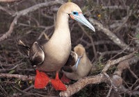 An iconic red-footed booby in the Galapagos islands.