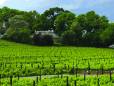 Vineyard in the winelands region