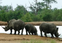 White rhino family take a drink at a waterhole on a South Africa Safari