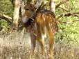 Young deer