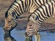 Waterhole at Great Limpopo Transfrontier Park