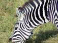 Zebra stripes up close