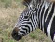 Zebra up close