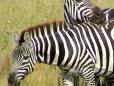 Zebra at Sabi Sands Reserve