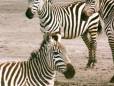 Zebras in Etosha before the rains