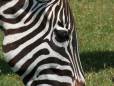 Zebra stripes up close 