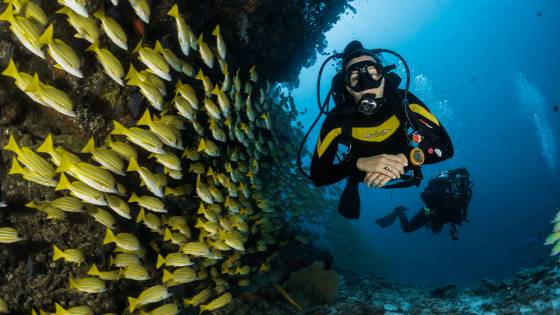 Underwater Adventures in the Maldives: Snorkelling, Diving, and More (7 minute read) Article Image