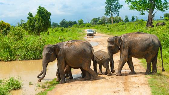 The Best Places to Spot Sri Lanka’s Amazing Wildlife (7 minute read) Article Image