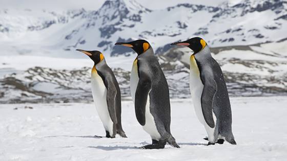 Counting Down the 7 Most Incredible Wildlife Experiences (9 minute read) Article Image