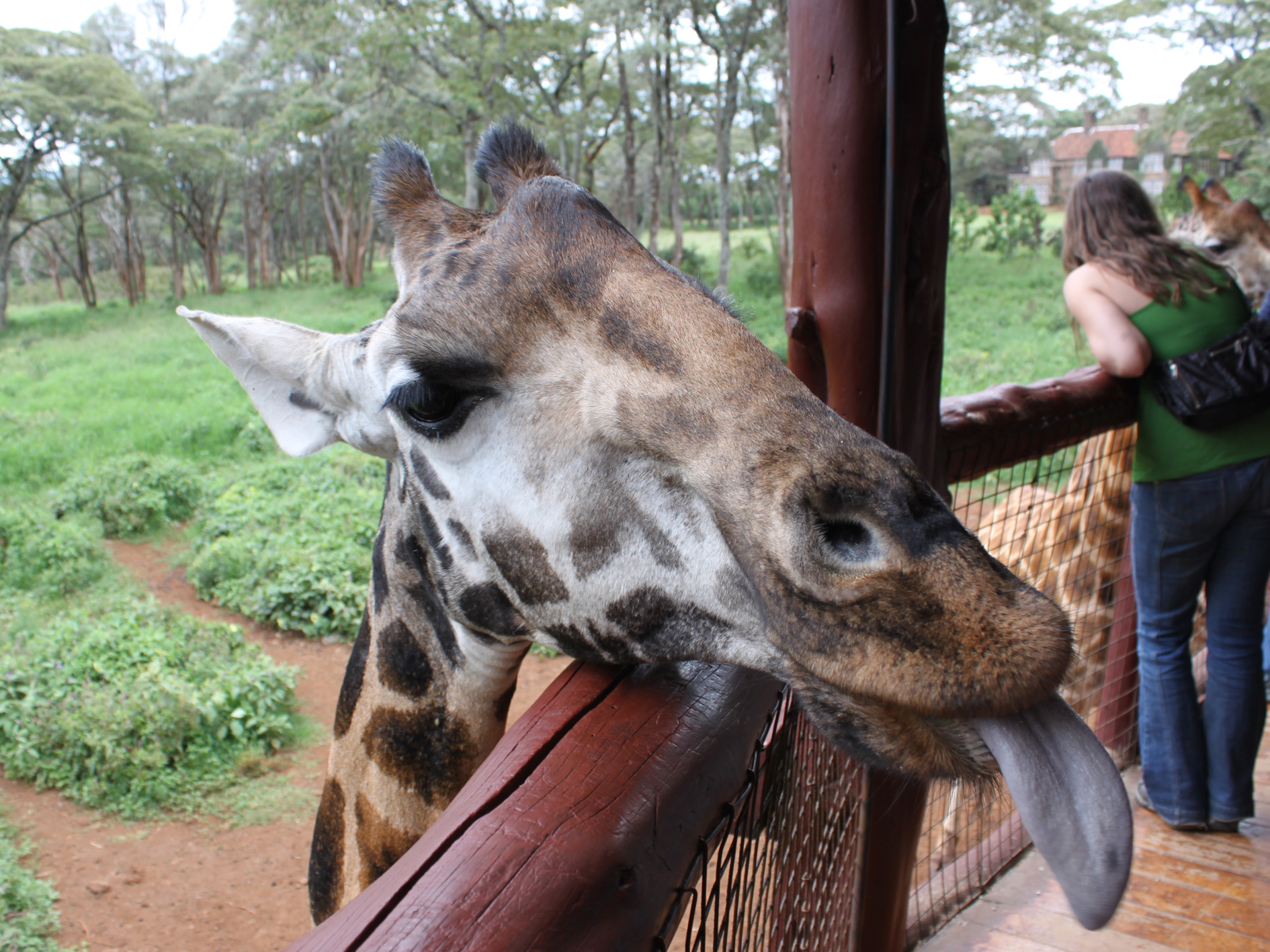 Day 2 - Giraffe Centre & Elephant Orphanage