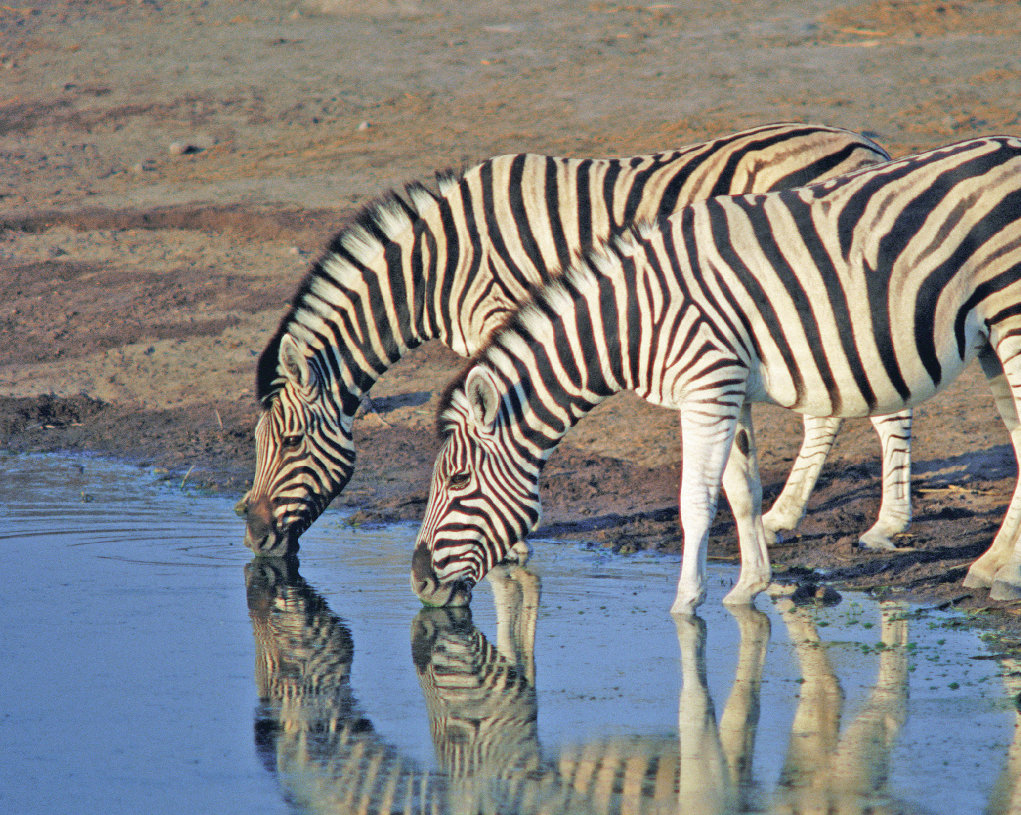Days 2-3 - Lake Manyara & Ngorongoro Crater