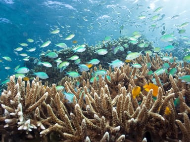 <span> Day 4</span>Exploring Menjangan Island