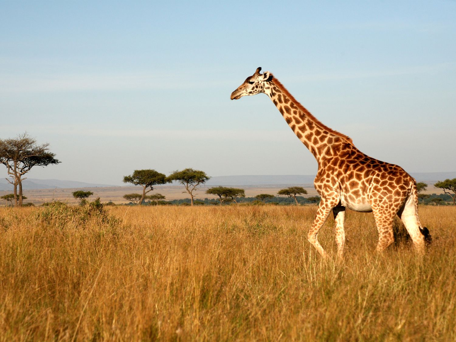 GAdventures