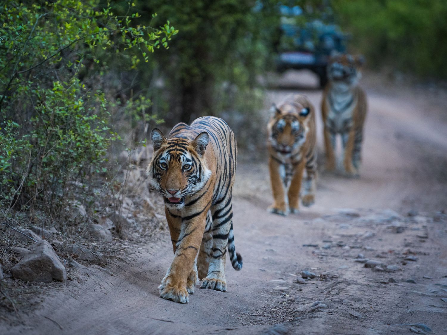 GAdventures