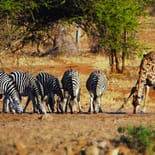 Giraffe and zebras | African Safaris | Africa