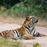 Tiger in the middle of the road in Bandhavgarh National Park