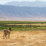 A zebra looks over the Ngorongoro Crater | Tanzania