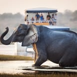 An elephant crossies the Chobe River | Botswana