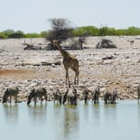 Etosha National Park watering hole | Namibia | Africa
