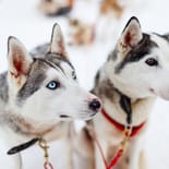 Huskies | Finland